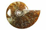 Polished Ammonite (Cleoniceras) Fossil - Madagascar #339242-1